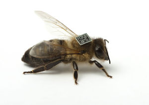 Eine Biene mit einem Mikrochip (Foto: hobos.de)