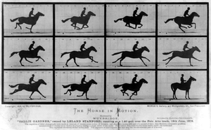 The Horse in Motion by Eadweard Muybridge (1878)