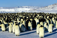Die Reise der Pinguine Bild zum Film