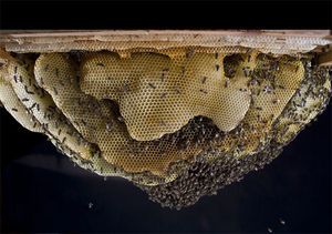Honigwabe mit Bienen (Foto: H.R. Heilmann)