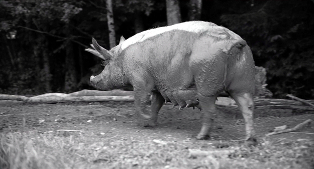 Gunda, Screenshot: Schwarz-Weiß-Totale eines Schweins, das über Wiese und Matsch läuft (© Filmwelt Verleihagentur / Sant & Usant/ V. Kossakovsky/Egil H. Larsen)