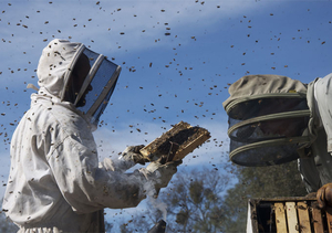 "More than Honey": Bienenvölker werden für den Weitertranssport abgepackt (Foto: Senator Filmverleih)