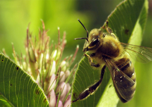 "More than Honey": Welt der Bienen (Foto: Senator Filmverleih)