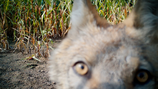Szenenbild aus dem Dokumentarfilm &quot;Im Land der Wölfe&quot;: Extreme Großaufnahme eines Wolfes, der direkt in die Kamera blickt. (© ifproductions/Sebastian Körner)