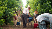 Alcarràs – Die letzte Ernte, Szenenbild: Mitglieder einer Großfamilie helfen bei der Pfirsichernte. (© LluísTudela / Piffl Medien) 