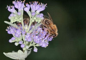 Eine Biene bestäubt eine Blüte (Foto: H.R. Heilmann)