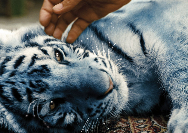 Der blaue Tiger, Szenenbild (© 2013 Farbfilm Verleih)