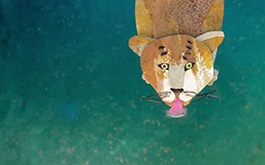 Land without Evil, Szenenbild aus einem Animationsfilm: Ein Tiger am oberen rechten Rand trinkt türkisfarbenes Wasser. Nur sein Kopf ist zu sehen. Er ragt von oben ins Bild hinein.  (© Kati Egely)