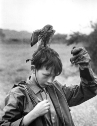 Kes, Szenenbild: ein Junge mit einem Falken auf seinem Kopf (© picture alliance / Everett Collection)