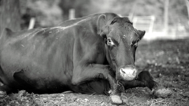 Gunda, Szenenbild: Schwarz-Weiß-Aufnahme einer liegenden Kuh, die direkt in die Kamera schaut (© Filmwelt Verleihagentur / Sant & Usant/ V. Kossakovsky/ Egil H. Larsen)