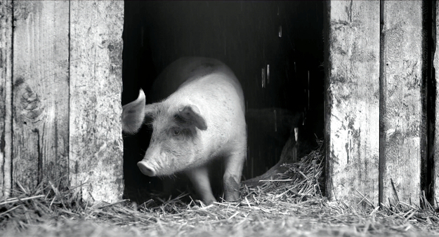 Gunda, Screenshot: Schwarz-Weiß-Aufnahme eines Ferkels in einer Stallöffnung, das sich gerade wegdreht (© Filmwelt Verleihagentur / Sant & Usant/ V. Kossakovsky/Egil H. Larsen)