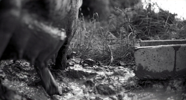 Gunda, Screenshot: Schwarz-Weiß-Aufnahme des Hinterteils eines Schweins (© Filmwelt Verleihagentur / Sant & Usant/ V. Kossakovsky/Egil H. Larsen)