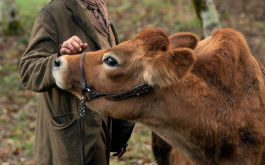 First Cow, Szenenbild: Nahaufnahme einer brauen Kuh. (© Allyson Riggs / A24 Films )