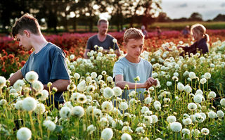 Close, Szenenbild: Zwei Jungen im Teenageralter und ein Elternpaar im Hintergrund stehen in einem Feld mit weißen Blumen. (© Pandorra Film)