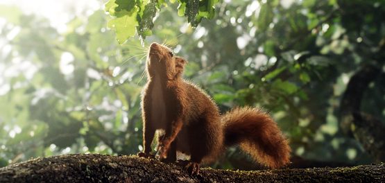 Die Eiche – Mein Zuhause, Szenenbild: Nahaufnahme eines Eichhörnchens, das auf dem Ast einer Eiche sitzt und nach oben schaut (© 2022 Gaumont / X Verleih AG)