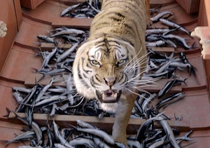 Life of Pi: Schiffbruch mit Tiger, Szenenbild (Foto: 2012 Twentieth Century Fox)