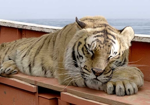 Life of Pi: Schiffbruch mit Tiger, Szenenbild (Foto: 2012 Twentieth Century Fox)