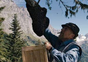 "More than Honey": Der Schweizer Bergimker Fred Jaggi (Foto: Senator Filmverleih)