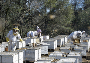 "More than Honey": Pakete voller Arbeitskraft (Foto: Senator Filmverleih)