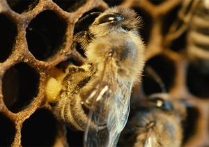 "More than Honey": Faszinierende Einblicke in die Welt der Bienen (Foto: Senator Filmverleih)
