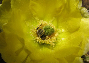 "More than Honey": Honigbiene bei der Arbeit (Foto: Senator Filmverleih)