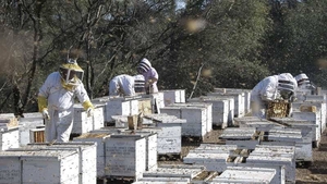 Industrieimkerei in den USA, Szenenbild More than Honey (Foto: Senator Film Verleih)