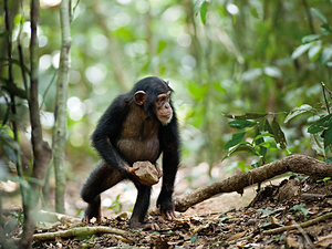 Schimpansen, Szenenbild (Foto: Mark Linfield/Disney)