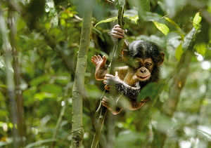 Schimpansen, Szenenbild (Foto: Frame Grab/Disney)
