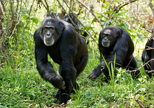 Schimpansen, Szenenbild (Foto: Kristin J. Mosher/Disney)