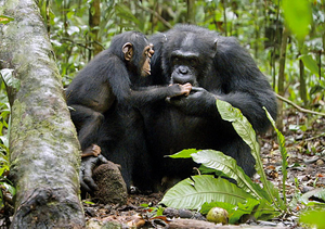 Schimpansen, Szenenbild (Foto: Frame Grab/Disney)