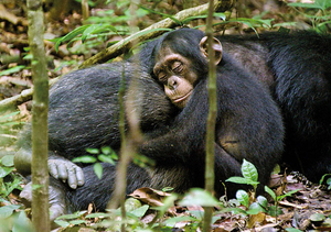 Schimpansen, Szenenbild (Foto: Frame Grab/Disney)
