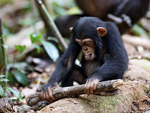 Schimpansen, Szenenbild (Foto: Mark Linefield/Disney)