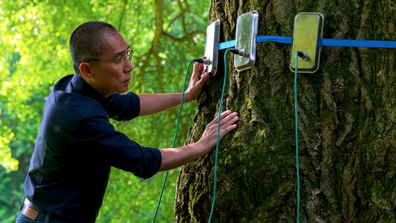 Filmstill aus SILENT FRIEND: Ein Mann lehnt sich an den Stamm eines mächtigen Ginkgobaums, an dem Messgeräte angebracht sind.