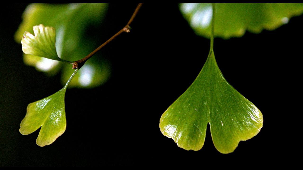 Filmstill aus SILENT FRIEND: Nahaufnahme von Blättern eines Ginkgobaums vor schwarzen Hintergrund