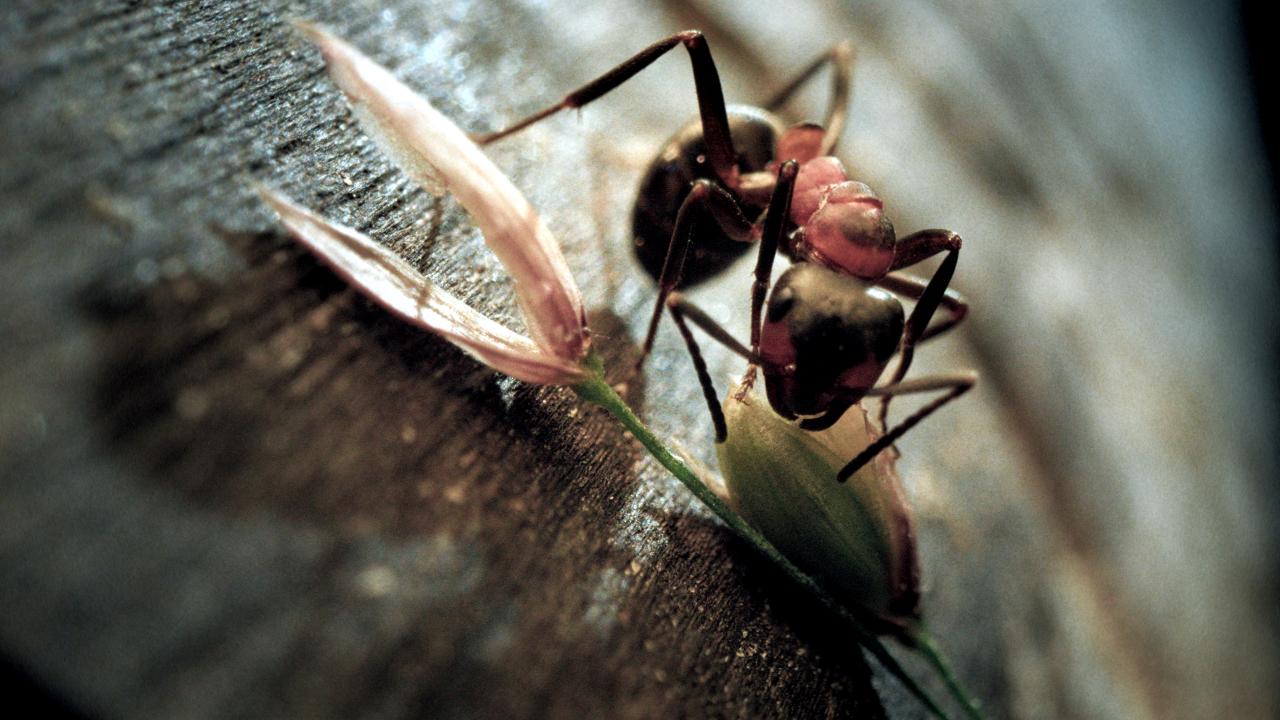 Still aus dem Dokumentarfilm INSEKTEN – HELDEN IM VERBORGENEN: Großaufnahme einer Ameise