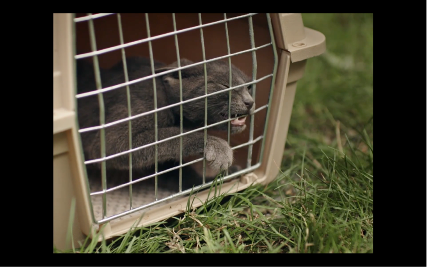  Screenshot aus MILCH INS FEUER:  Der Kater, der kastriert werden soll, ist in einer Box und beißt in die Gitterstäbe.