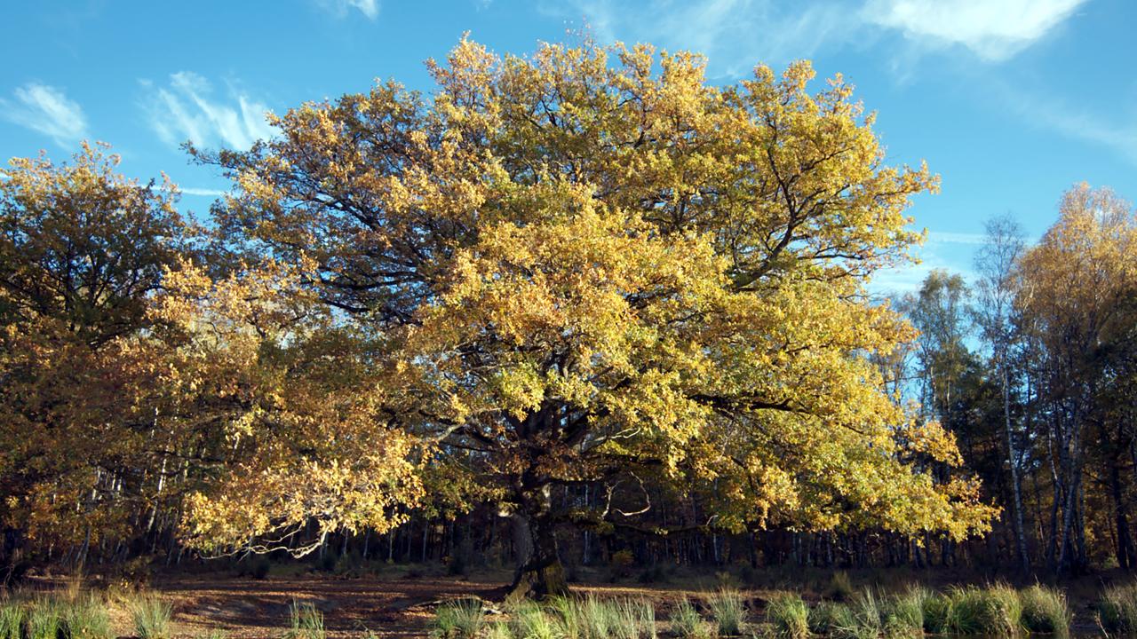 Szenenbild aus dem Dokumentarfilm „Die Eiche – Mein Zuhause“: In einer Totale: eine große Eiche mit herbstlichen Laub