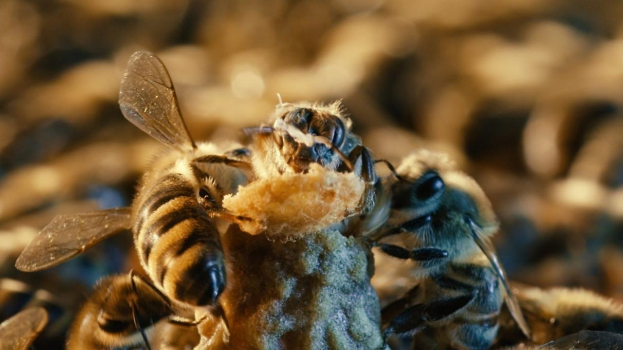 More than Honey, Szenenbild: Nahaufnahme von drei Bienen, die an einem Bienenstock arbeiten und Honig oder Wachs verarbeiten.
