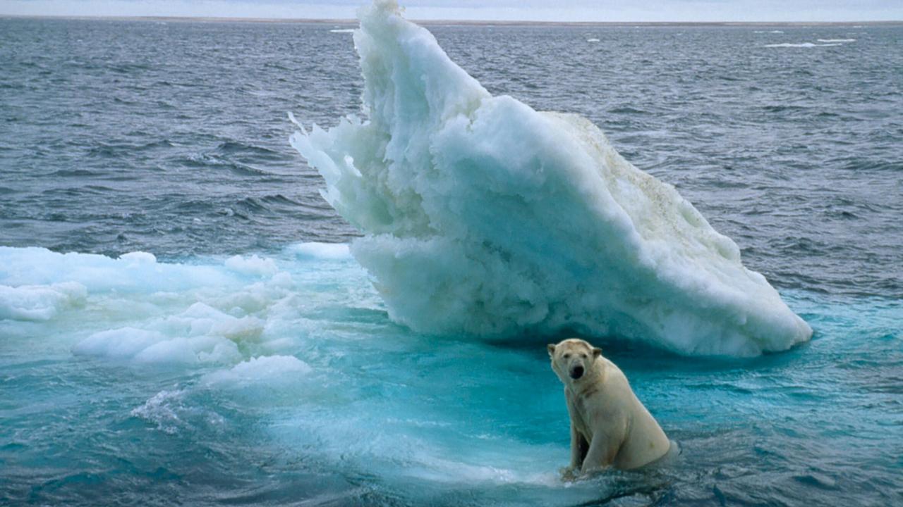 Still aus dem Dokumentarfilm KÖNIGREICH ARKTIS: Ein Eisbär klettert auf eine Eisscholle.