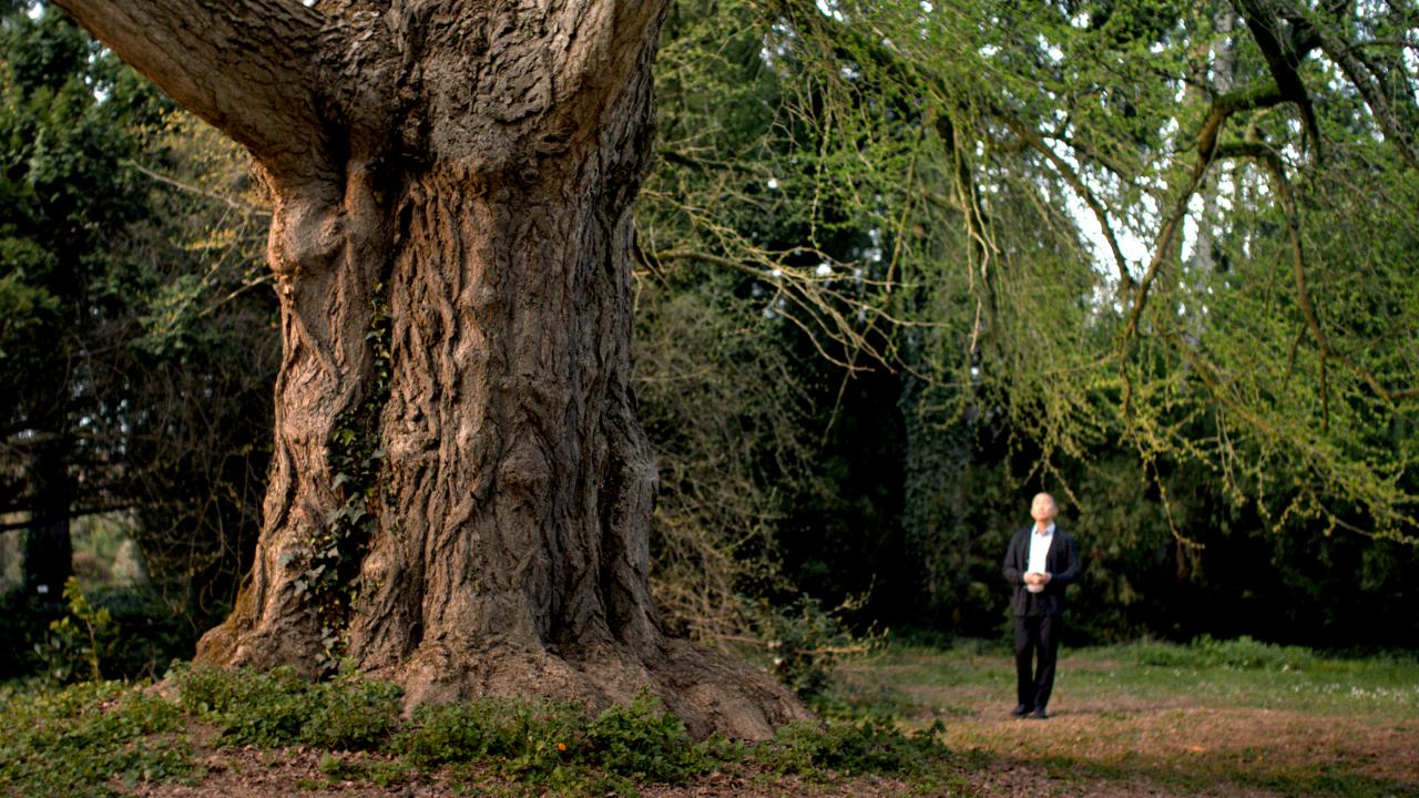 Filmstill aus SILENT FRIEND: Ein Mann im Amzug steht neben einen riesigen Ginkgobaum.
