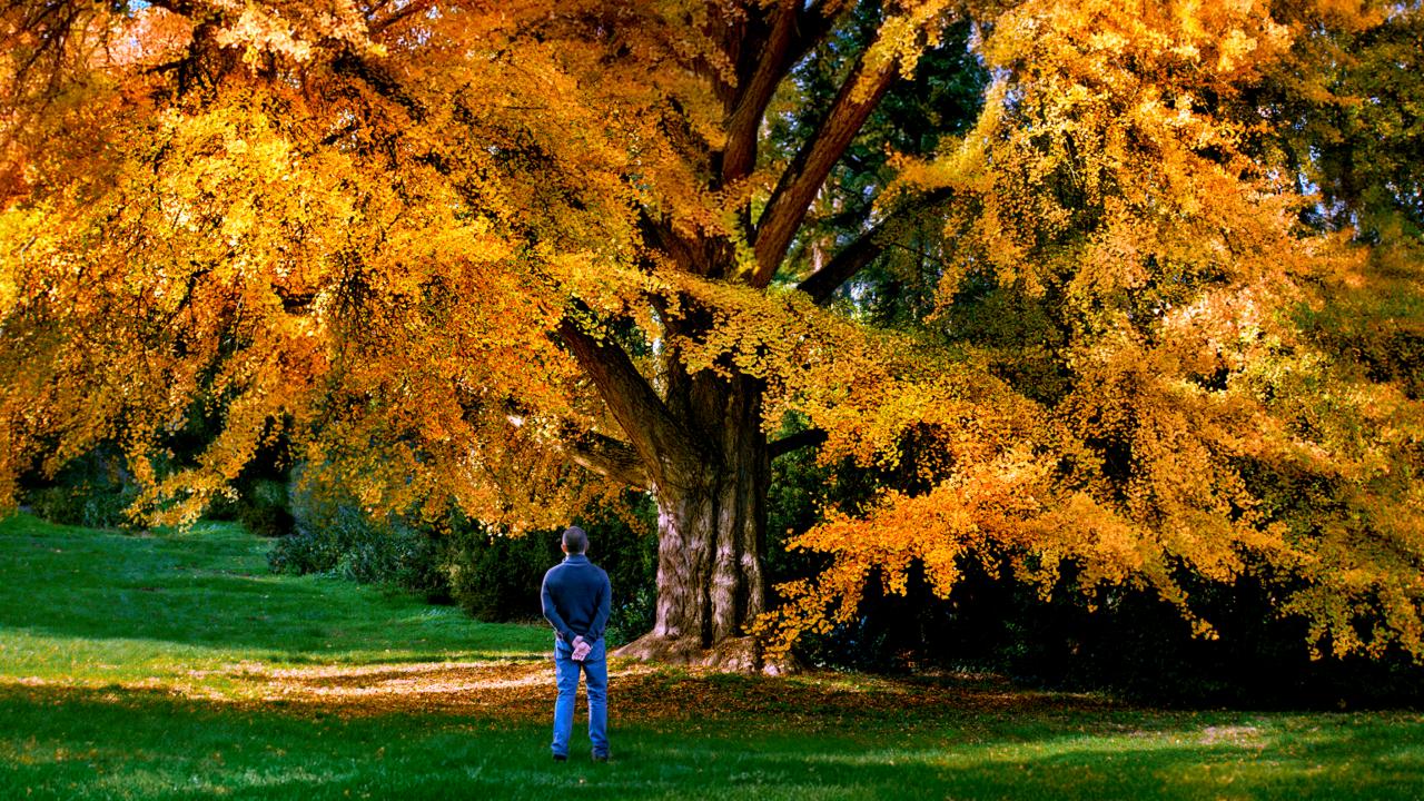 Filmstill aus SILENT FRIEND: Ein Mann steht in einem Park vor einem riesigen Ginkgobaum mit gelb-orangem Herbstlaub.