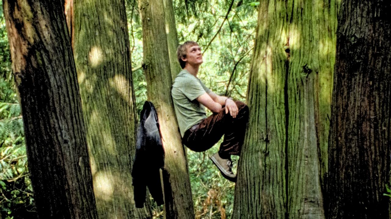Filmstill aus SILENT FRIEND: Ein junger Mann sitzt eingeklemmt zwischen Ästen in einem Baum und schaut leicht nach oben.
