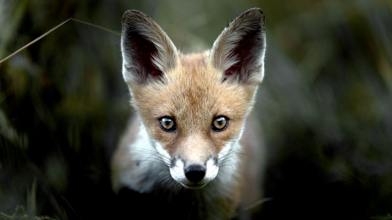 Still aus dem Dokumentarfilm DAS FLÜSTERN DER WÄLDER: Nahaufnahme von einem kleinen Rotfuchs
