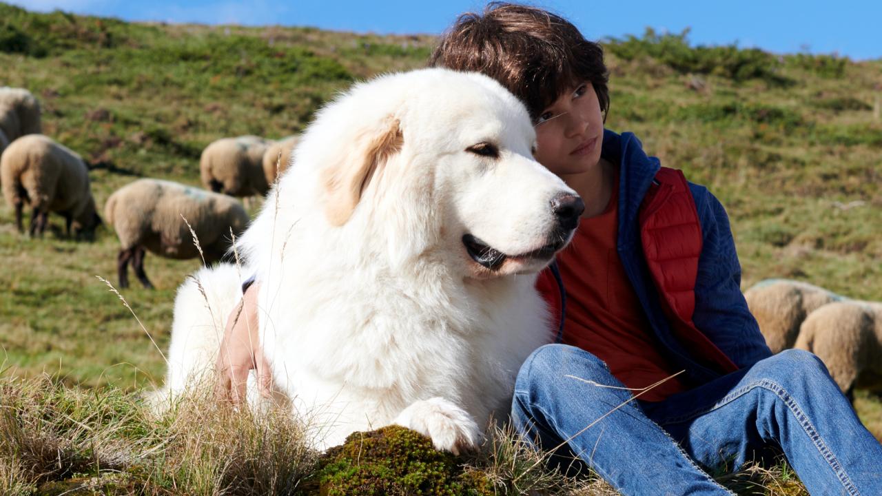 Belle und Sebastian - Ein Sommer voller Abenteuer, Szenenbild: Ein großer weißer Hund und ein Junge schmiegen sich auf einer Wiese aneinander, während im Hintergrund Schafe weiden
