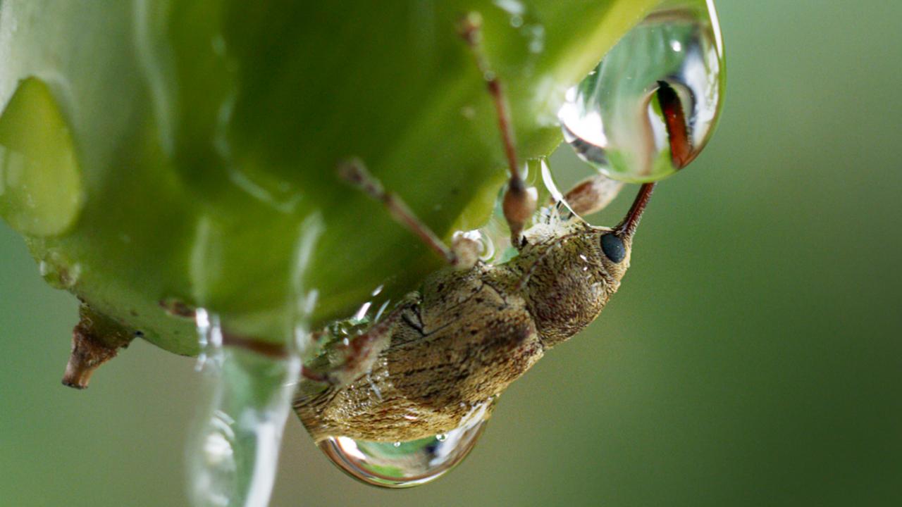 Die Eiche, Szenenbild: Eine extreme Großaufnahme eines Rüsselkäfers, der auf einem Zweig neben einem Wassertropfen zu sehen ist