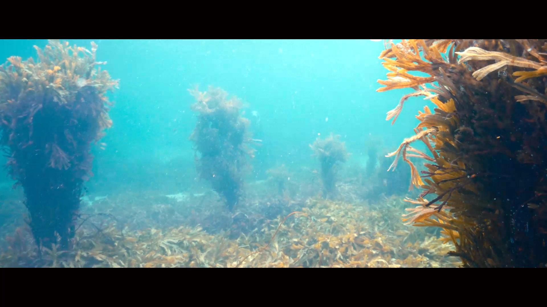 Filmstill aus dem Drama THE OUTRUN: Algen im Meer, die wie ein Wald wirken