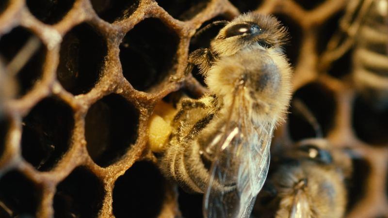 More than Honey, Szenenbild (Foto: Senator Film Verleih)